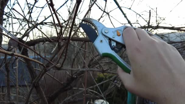 Spring Pruning Grapes Secateurs Pruner Cuts Branch Close — Stock Video