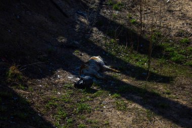 Velyka Dymerka, Kyiv Oblastı, Ukrayna - Nisan 2022: Ukrayna Savaşı. Rus ordusu tarafından bombalandıktan sonra yıkılan bir ev. Füze saldırısından sonra evi yok etti. Patlamanın sonuçları.