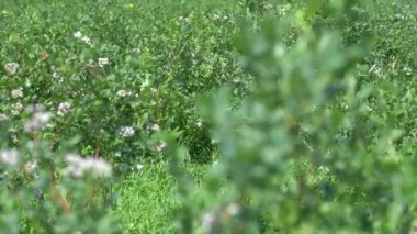 Large field of blueberries. Blueberry bushes outside the forest. Blueberry berry plantation