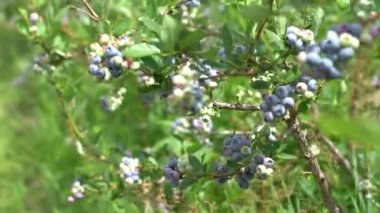 Büyük bir yaban mersini tarlası. Ormanın dışındaki yabanmersini çalıları. Yabanmersini tarlası