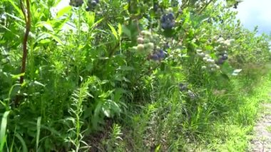 Büyük bir yaban mersini tarlası. Ormanın dışındaki yabanmersini çalıları. Yabanmersini tarlası