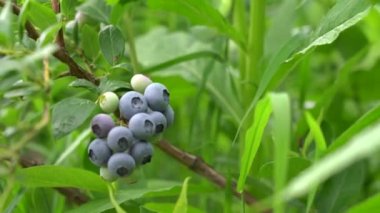 Büyük bir yaban mersini tarlası. Ormanın dışındaki yabanmersini çalıları. Yabanmersini tarlası