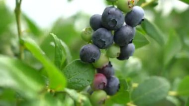 Büyük bir yaban mersini tarlası. Ormanın dışındaki yabanmersini çalıları. Yabanmersini tarlası