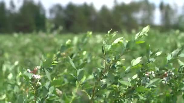 Large Field Blueberries Blueberry Bushes Forest Blueberry Berry Plantation — 비디오