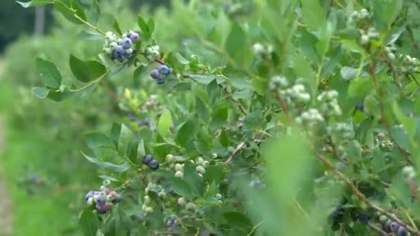 Gran Campo Arándanos Arbustos Arándanos Fuera Del Bosque Plantación Bayas — Vídeos de Stock