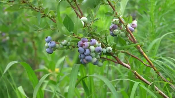 Large Field Blueberries Blueberry Bushes Forest Blueberry Berry Plantation — Video Stock