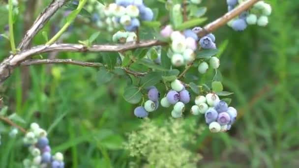 Bidang Besar Blueberry Blueberry Semak Luar Hutan Kebun Blueberry — Stok Video