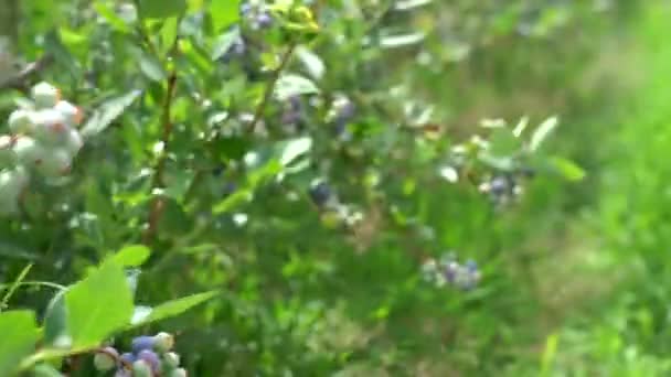 Large Field Blueberries Blueberry Bushes Forest Blueberry Berry Plantation — 비디오