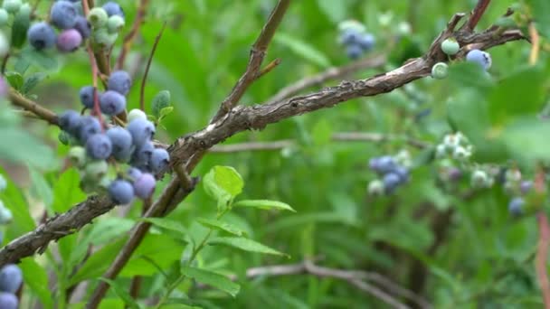 Large Field Blueberries Blueberry Bushes Forest Blueberry Berry Plantation — Stockvideo