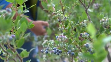 Kyiv bölgesi, Ukrayna - Temmuz 2022: Yabanmersini hasadı. İnsanlar tarlada yaban mersini topluyor.