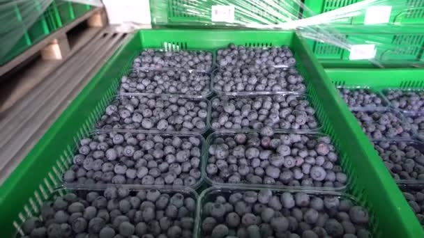 Harvesting Blueberries Boxes Berries Refrigerator — Stockvideo