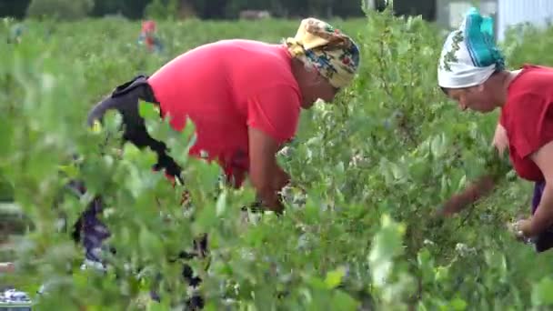 Kyiv Region Ukraine July 2022 Blueberry Harvest People Gather Blueberries — Stock video