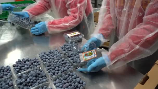 Kyiv Region Ukraine July 2022 Blueberry Harvest People Pack Blueberries — Video Stock
