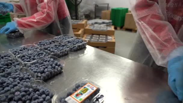 Kyiv Region Ukraine July 2022 Blueberry Harvest People Pack Blueberries — Video