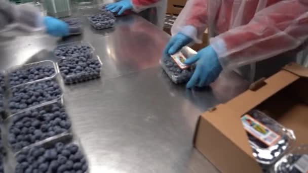 Kyiv Region Ukraine July 2022 Blueberry Harvest People Pack Blueberries — Video Stock