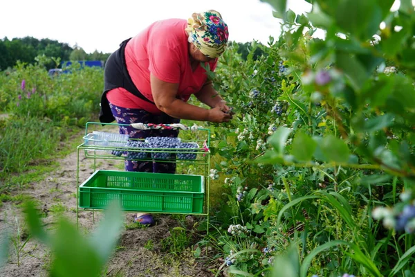 Kyiv Region Ukraine July 2022 Blueberry Harvest People Gather Blueberries 스톡 사진