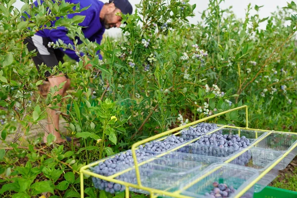 Kyiv Region Ukraine July 2022 Blueberry Harvest People Gather Blueberries 로열티 프리 스톡 이미지