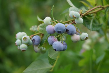 Büyük bir yaban mersini tarlası. Ormanın dışındaki yabanmersini çalıları. Yabanmersini tarlası
