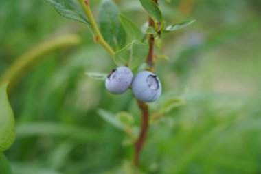 Büyük bir yaban mersini tarlası. Ormanın dışındaki yabanmersini çalıları. Yabanmersini tarlası