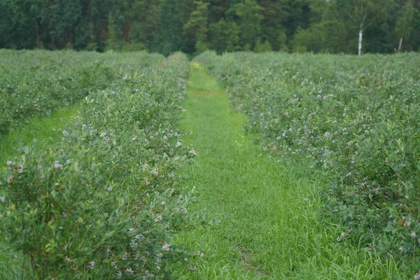 Blueberry plantation. A field with blueberry bushes. berries on the bushes