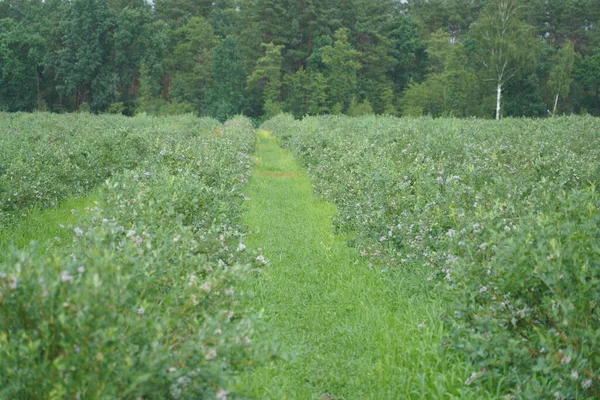 Plantation Bleuets Champ Avec Des Bleuetiers Baies Sur Les Buissons — Photo