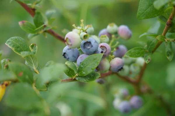 Large field of blueberries. Blueberry bushes outside the forest. Blueberry berry plantation