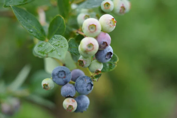 Large field of blueberries. Blueberry bushes outside the forest. Blueberry berry plantation