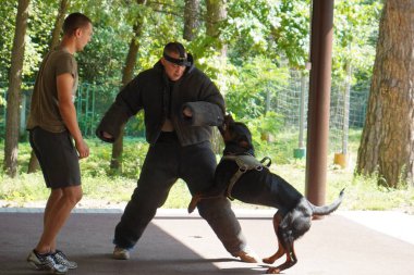 Kyiv, Ukraine - August 2022: Dog training to guard the owner. The work of Cynology. Dog bites a man. 