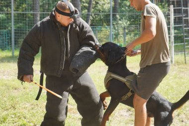 Kyiv, Ukraine - August 2022: Dog training to guard the owner. The work of Cynology. Dog bites a man. 