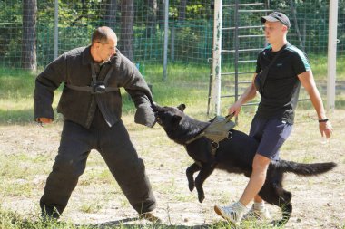 Kyiv, Ukraine - August 2022: Dog training to guard the owner. The work of Cynology. Dog bites a man. 