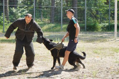 Kyiv, Ukraine - August 2022: Dog training to guard the owner. The work of Cynology. Dog bites a man. 