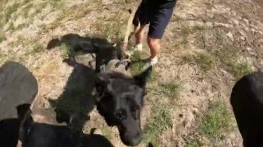 Kyiv, Ukraine - August 2022: Dog training to guard the owner. The work of Cynology. Dog bites a man. 