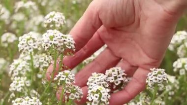 Bir dişi el, Ukrayna 'da sonbaharda bahçede çiçek açan bir alkaliposla bir çalıyı tutar. Sonbaharda güneşte alyoslu çiçekleri olan bir çalı, beyaz küçük bvetteler.