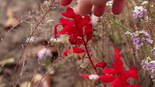 女の子の手はウクライナの庭で秋に花と赤い開花ブッシュに触れ 赤い花 — ストック動画