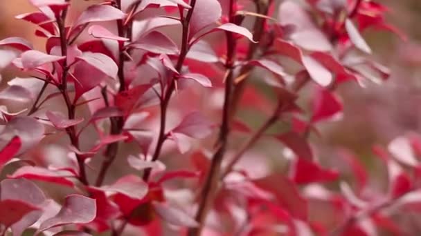 Красный Куст Photinia Red Robin Крупным Планом Ветру Осенью Украине — стоковое видео