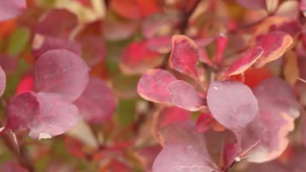 Rode Struik Photinia Rode Robin Close Wind Herfst Oekraïne Rode — Stockvideo