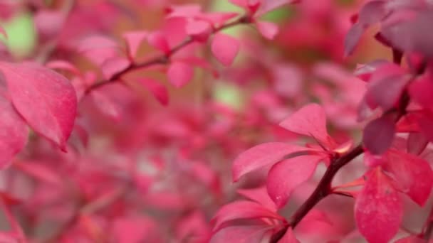 Arbusto Rojo Photinia Robin Rojo Primer Plano Viento Otoño Ucrania — Vídeo de stock