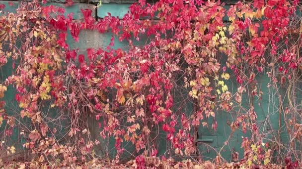 Άγρια Κόκκινα Σταφύλια Που Αναπτύσσονται Στον Τοίχο Του Σπιτιού Φθινόπωρο — Αρχείο Βίντεο
