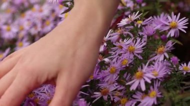 Kadın eli, mor çiçekli bir çalılığın üzerinde çiçek tutar. Sonbaharda arka plan olarak güneşte çiçek açan bir paskalya çiçeği, küçük mor çiçekli çalılık, çiçek arkaplanı.