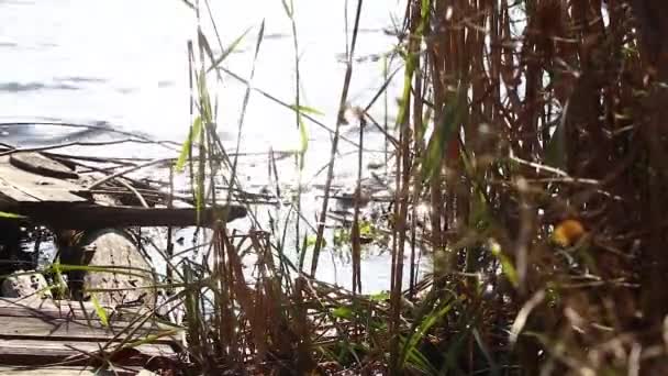 Viejo Muelle Madera Derrumbado Las Orillas Del Río Las Cañas — Vídeo de stock