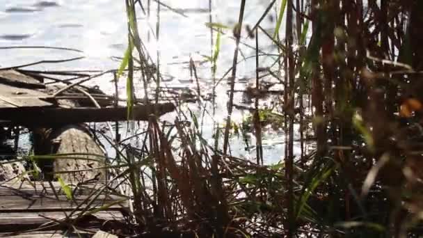 Viejo Muelle Madera Derrumbado Las Orillas Del Río Las Cañas — Vídeo de stock