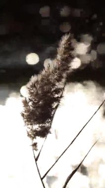 Kuru sonbaharda nehirde sazlıklar, güneşin arka planına karşı gölde parlar, sonbaharda nehirde sazlıklar, günbatımında rüzgar, hava ve ekoloji