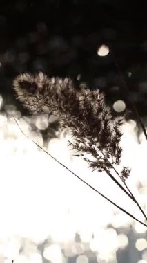 Kuru sonbaharda nehirde sazlıklar, güneşin arka planına karşı gölde parlar, sonbaharda nehirde sazlıklar, günbatımında rüzgar, hava ve ekoloji
