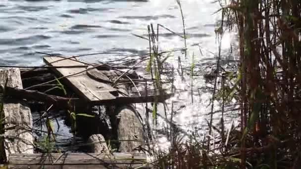 太陽の下で葦の川のほとりに古い崩壊した木製の桟橋 ドニプロ市のウクライナの手の銀行 — ストック動画