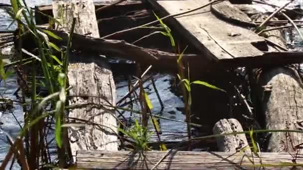 Viejo Muelle Madera Derrumbado Las Orillas Del Río Las Cañas — Vídeo de stock