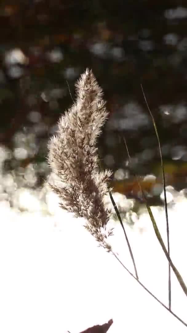 가물에서 태양을 배경으로 강물에 가을에는 곳에서 날씨와 생태계에 — 비디오