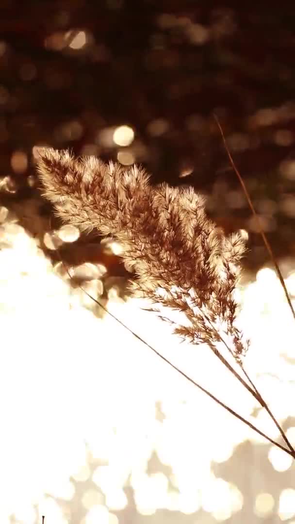 Suchý Podzim Rákosí Řece Pozadí Slunečního Svitu Vody Rákosí Řece — Stock video