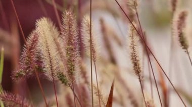 Sonbaharda günbatımında kuru çimenler kırmızı ışıkta, akşam güneşinde kurutulmuş çayır otları sonbaharda kuru otlar.
