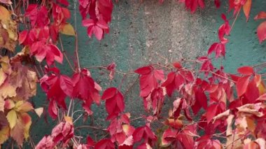 Sonbaharda evin duvarında büyüyen kırmızı üzümler arka planda vahşi kırmızı üzümler, sonbaharda doğa.