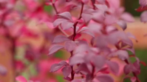 Arbusto Rojo Photinia Robin Rojo Primer Plano Viento Otoño Ucrania — Vídeos de Stock